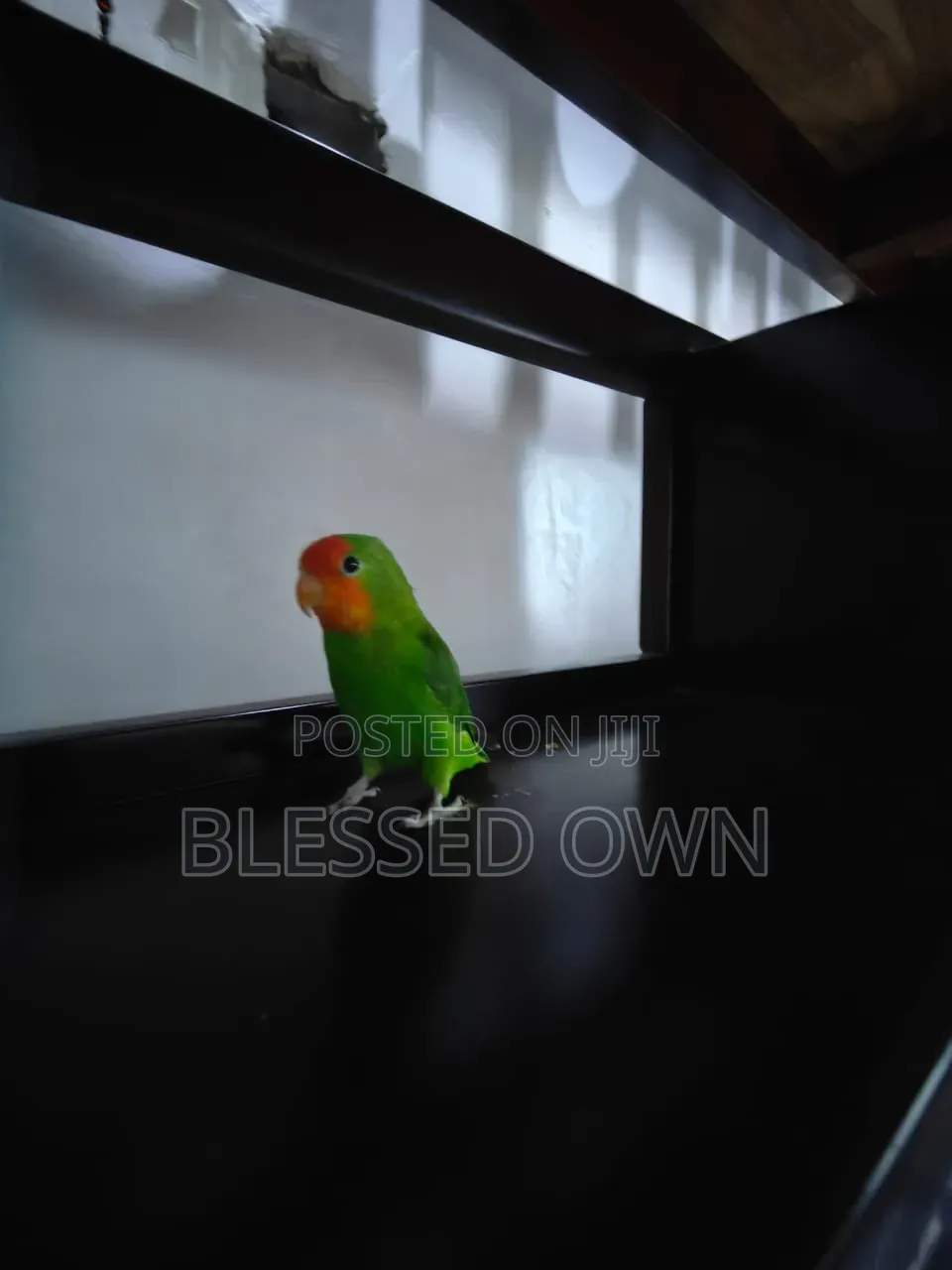 Beautiful Lovebird Parrots