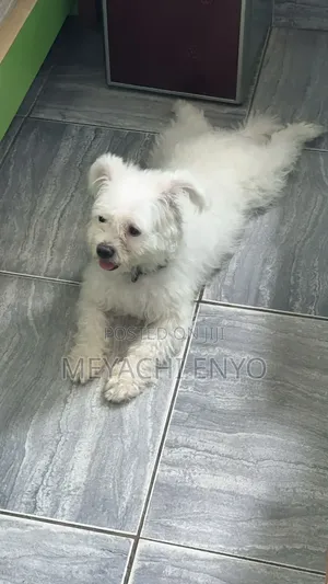 6-12 months Female Purebred Lhasa Apso