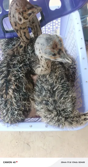 Ostriches Are Available in Large Quantities