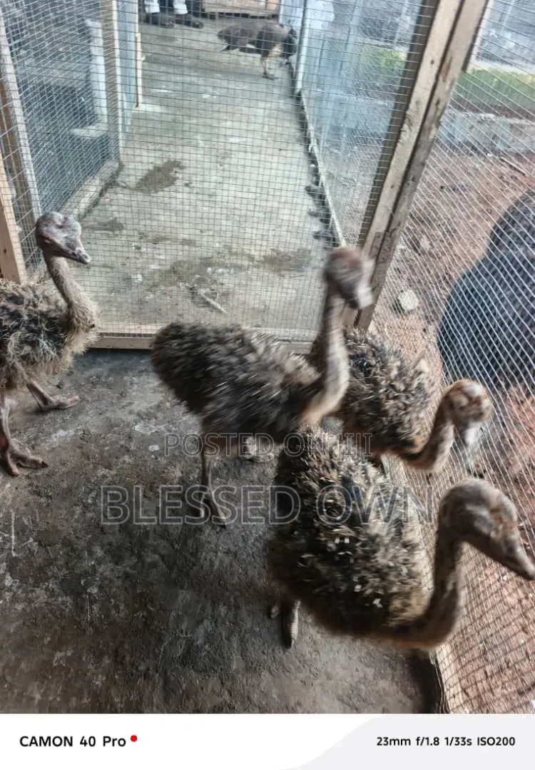 Ostriches Are Available, Healthy and Active