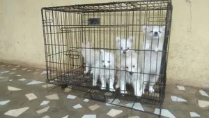 1-3 months Female Purebred American Eskimo