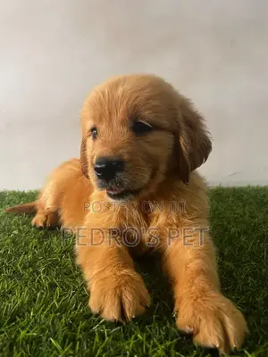 1-3 months Female Purebred Golden Retriever