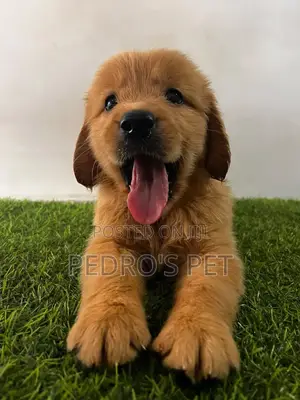 1-3 months Female Purebred Golden Retriever