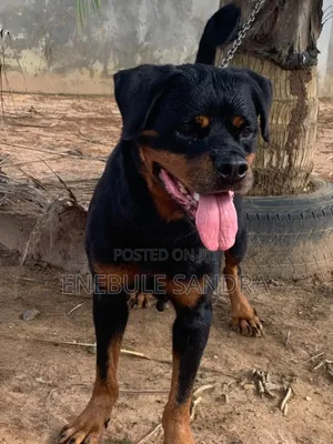 1+ year Female Purebred Rottweiler