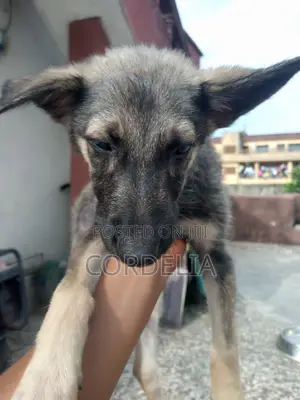 1-3 months Male Purebred German Shepherd