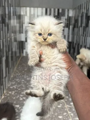 1-3 months Male Purebred Persian