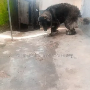 1+ year Male Purebred Caucasian Shepherd