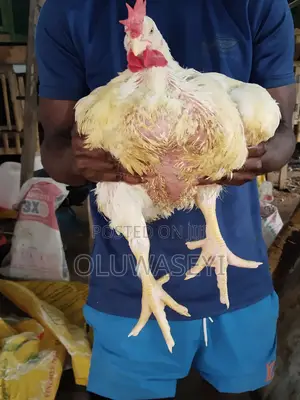 Matured Broiler Chicken