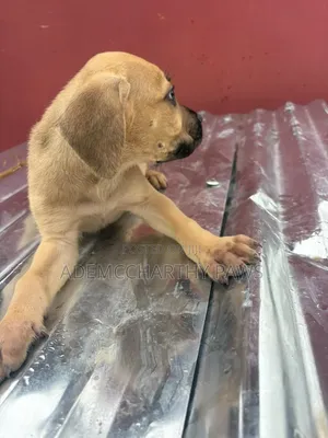 1-3 months Female Purebred Boerboel