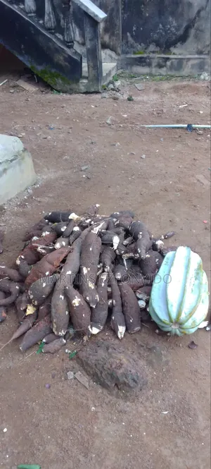 Pumpkin Seeds and Cassava