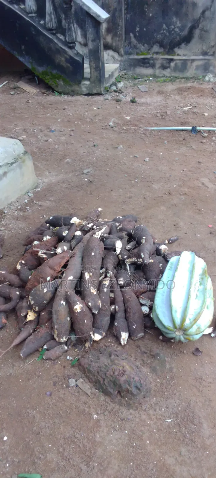 Pumpkin Seeds and Cassava