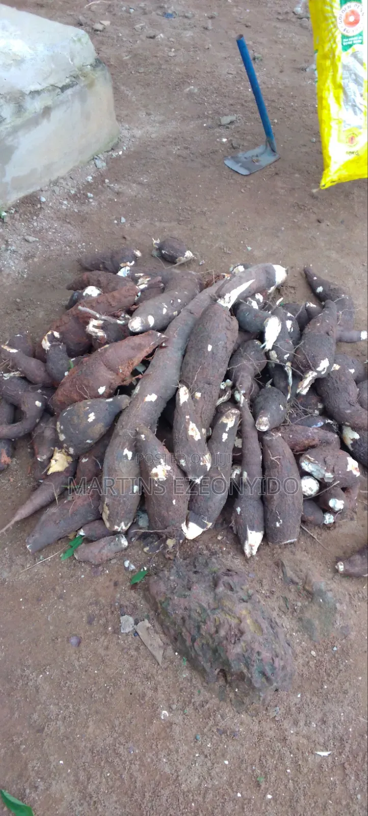 Pumpkin Seeds and Cassava