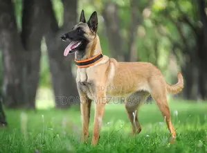 1-3 months Male Purebred Belgian Malinois