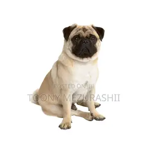 1-3 months Male Purebred Pug