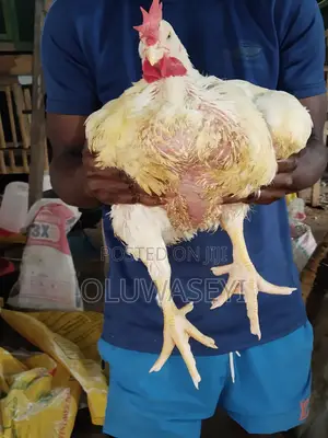 Matured Broiler Chicken