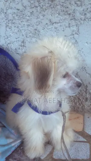 1-3 months Male Mixed Breed Lhasa Apso
