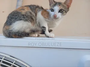 3-6 months Female Purebred American Shorthair
