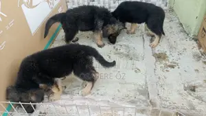 1-3 months Male Purebred German Shepherd