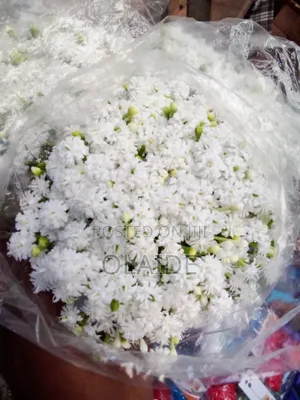 Beautiful Jasmine Blossom Flowers