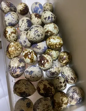 Quail Eggs, Quail Birds, Grilled Quail
