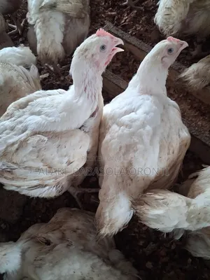 Duchy Farms
