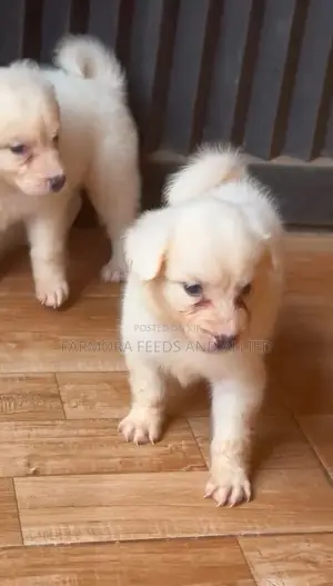 1-3 months Female Purebred American Eskimo