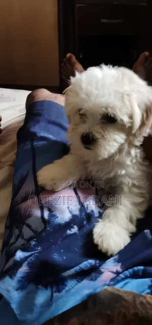 1-3 months Male Purebred Lhasa Apso