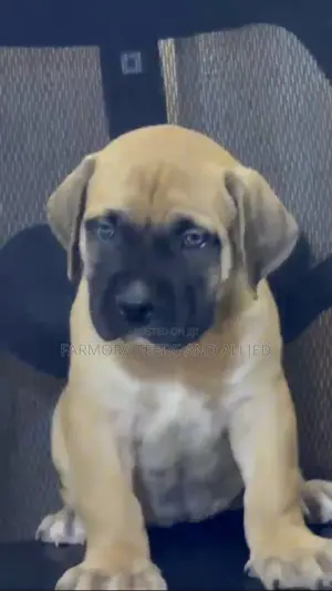 1-3 months Female Purebred Mastiff