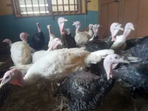 Local Turkey for Sale