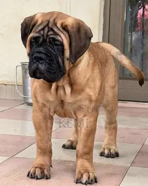 1-3 months Female Purebred Boerboel
