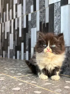1-3 months Male Purebred Persian