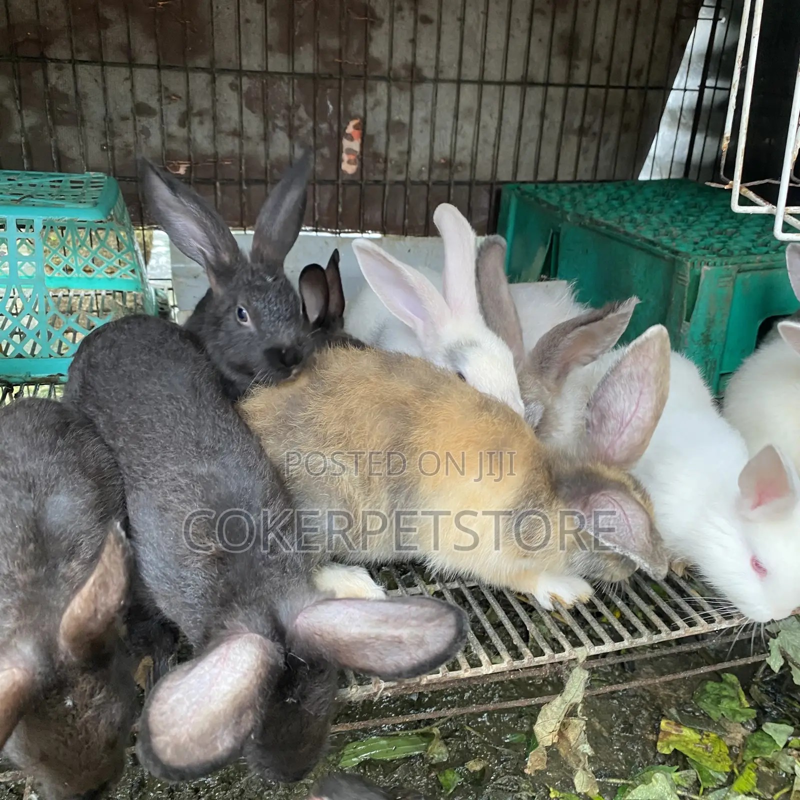 Hybrid Rabbit Available