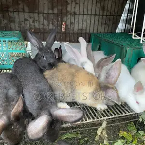 Hybrid Rabbit Available