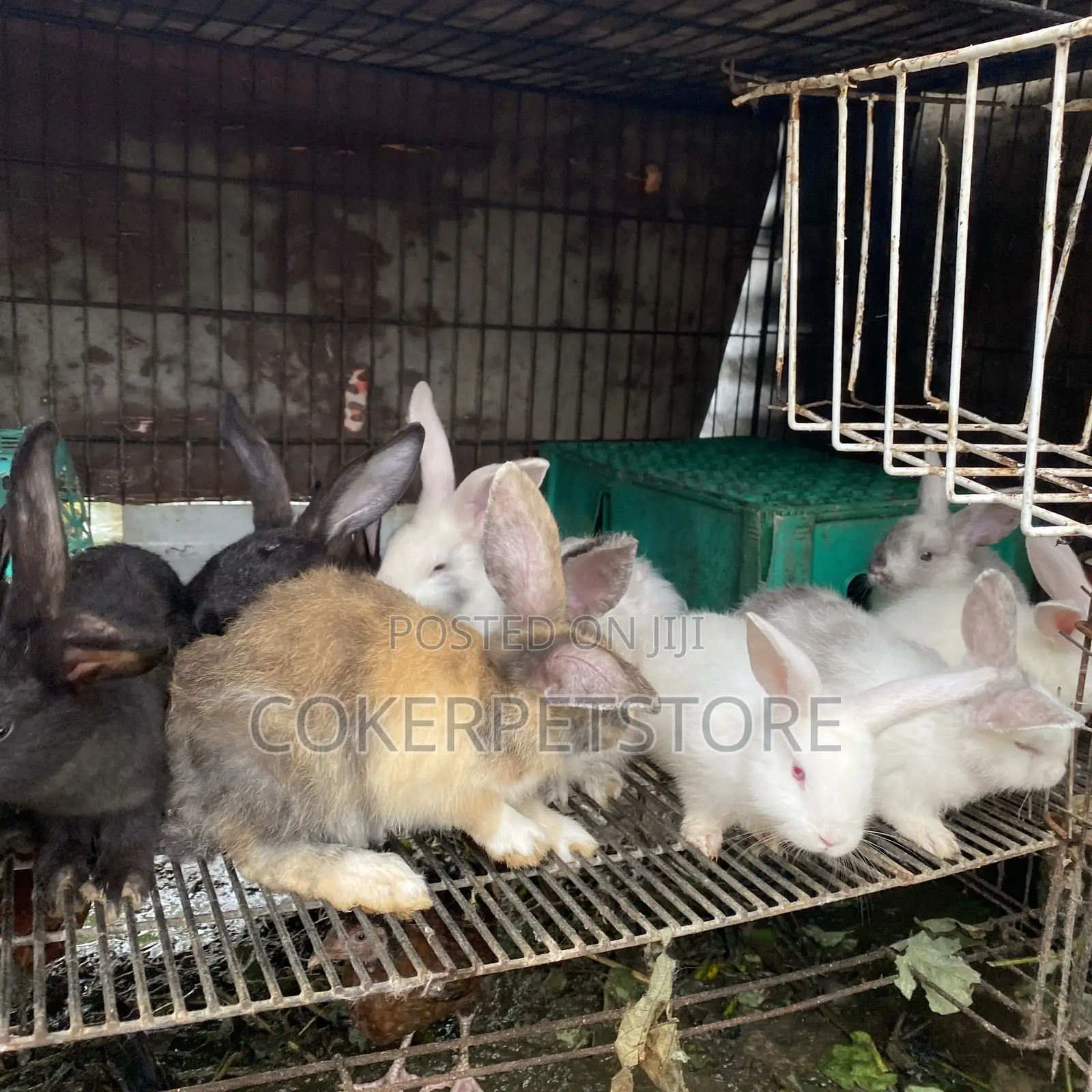 Hybrid Rabbit Available