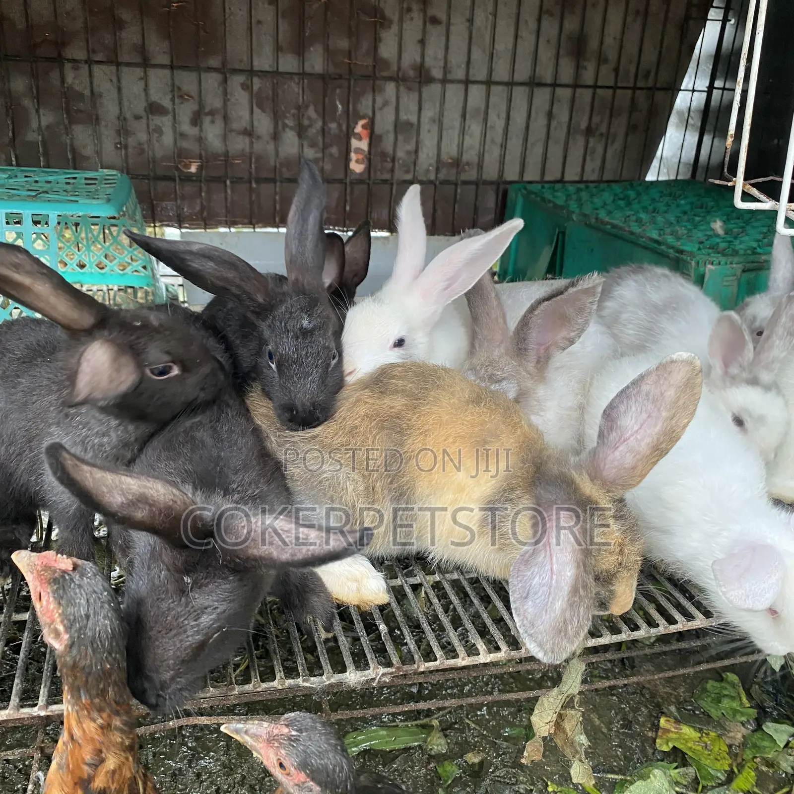 Hybrid Rabbit Available