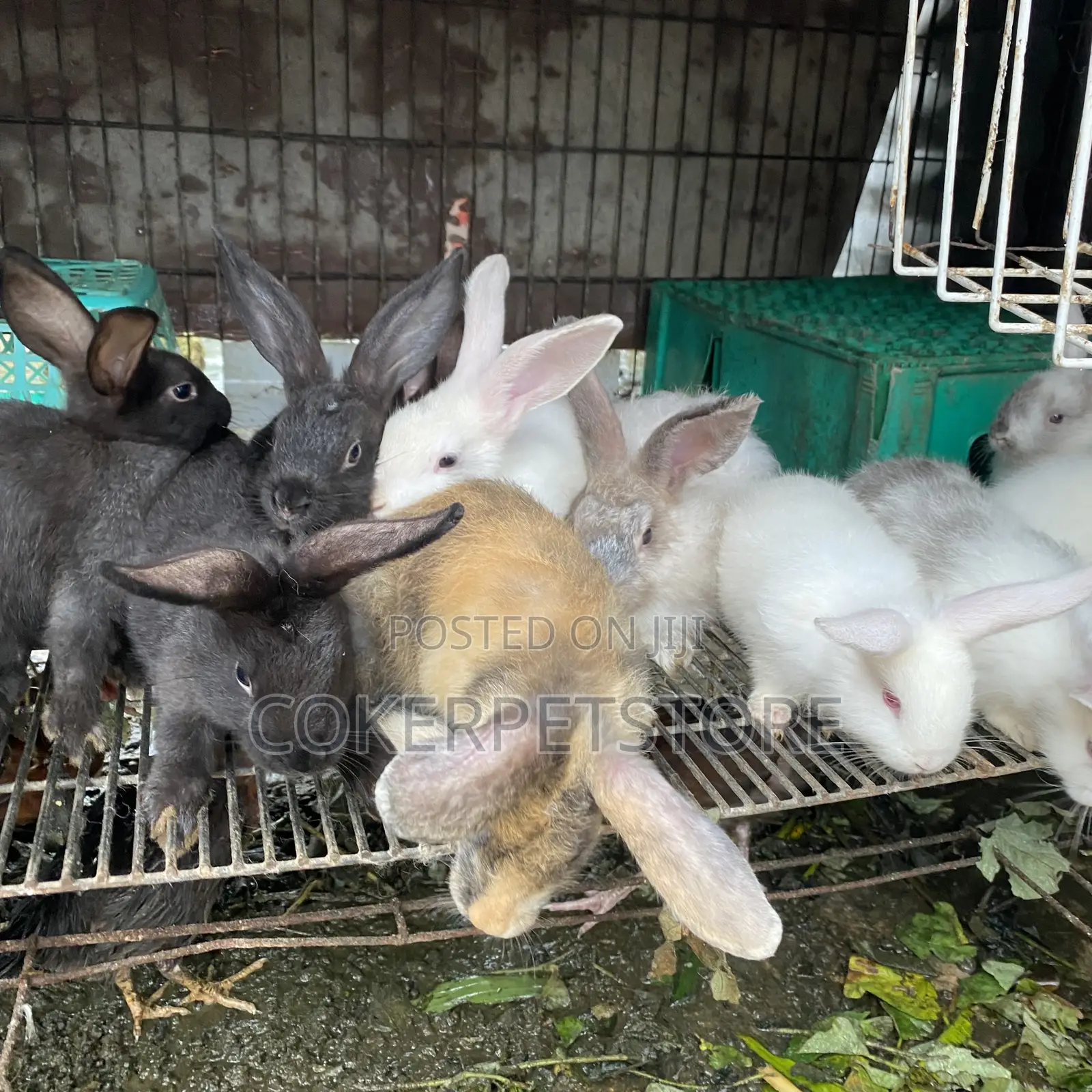 Hybrid Rabbit Available
