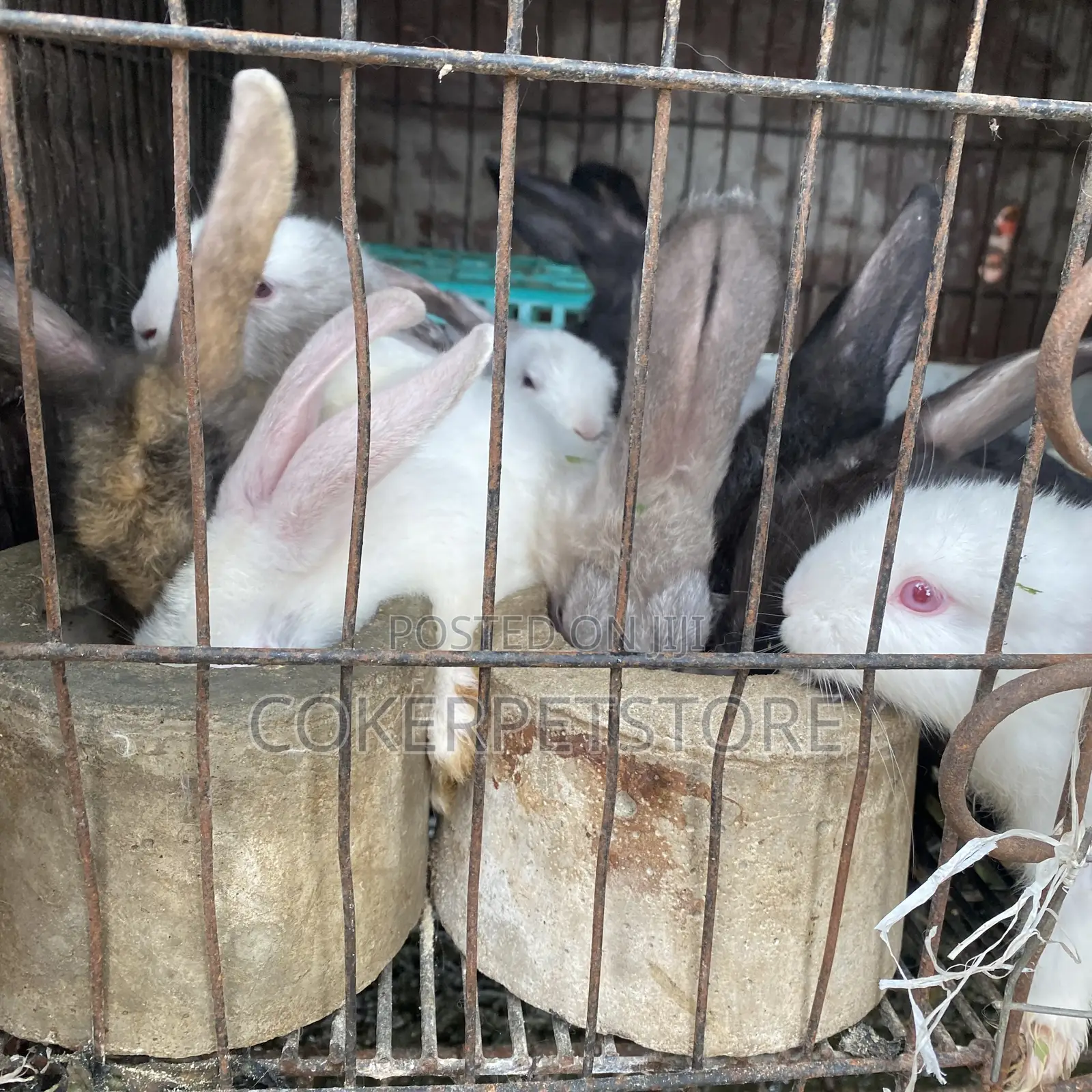 Hybrid Rabbit Available
