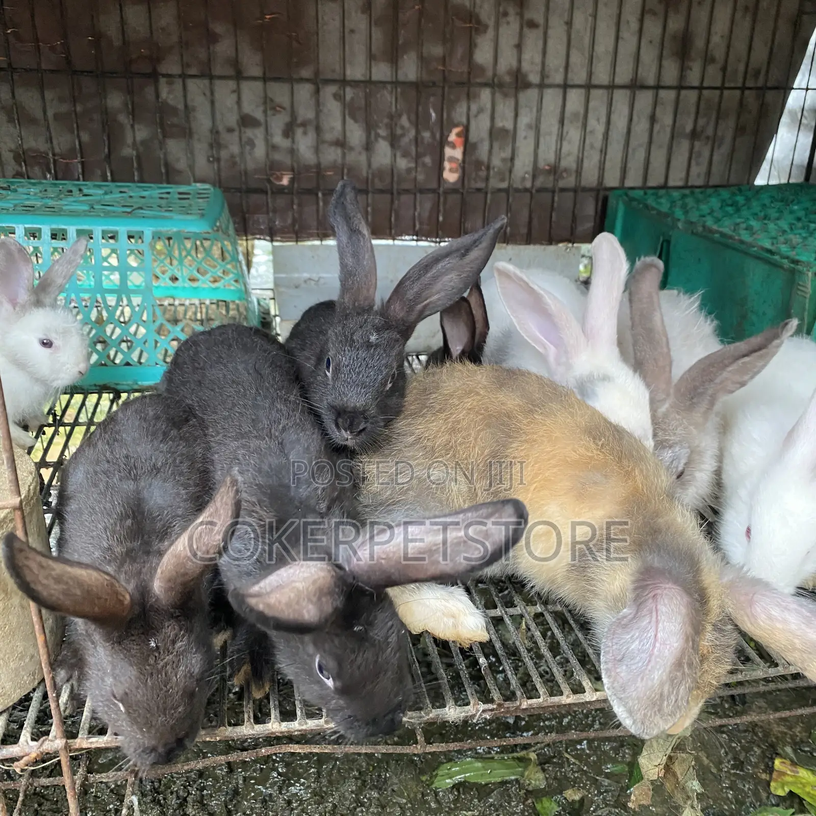 Hybrid Rabbit Available