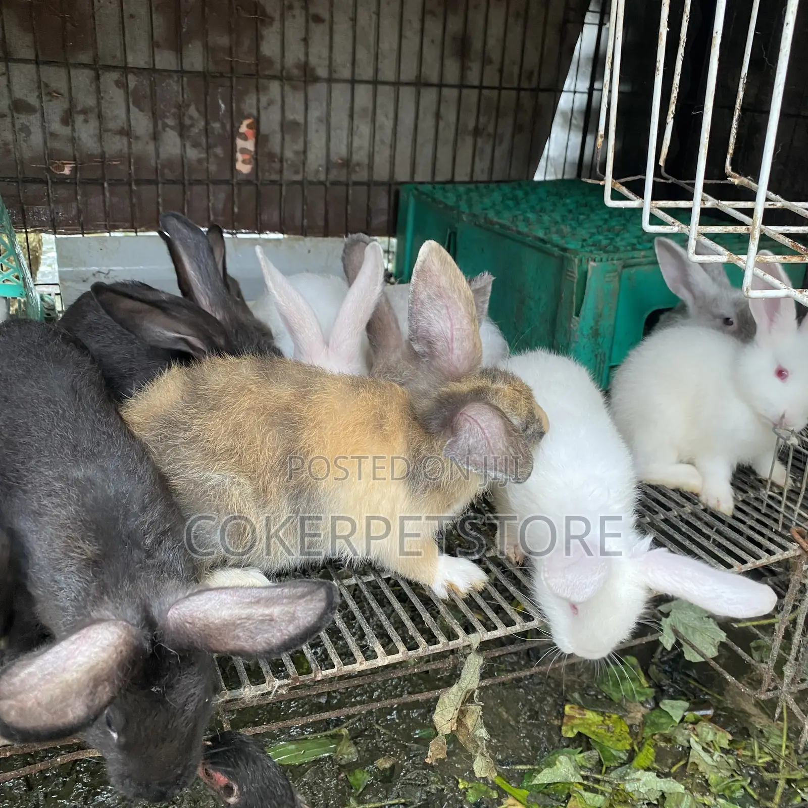 Hybrid Rabbit Available