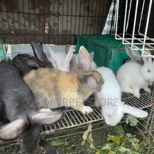 Hybrid Rabbit Available