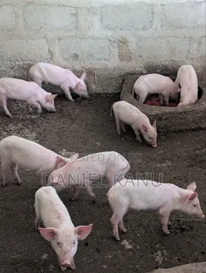 Healthy Large White × Landrace Male Piglets for Sale