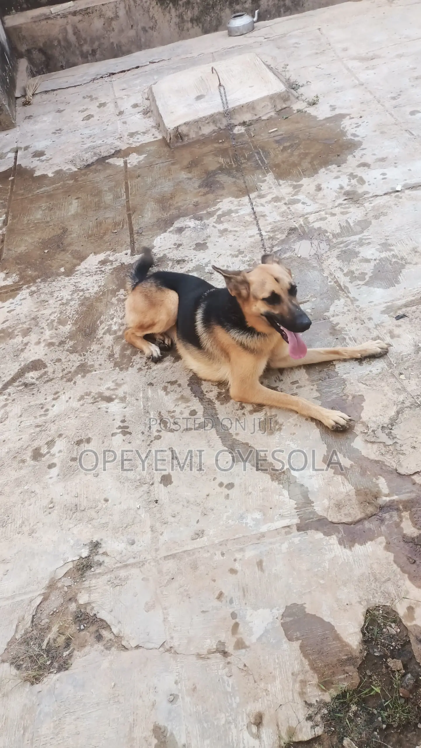 1+ year Female Purebred German Shepherd