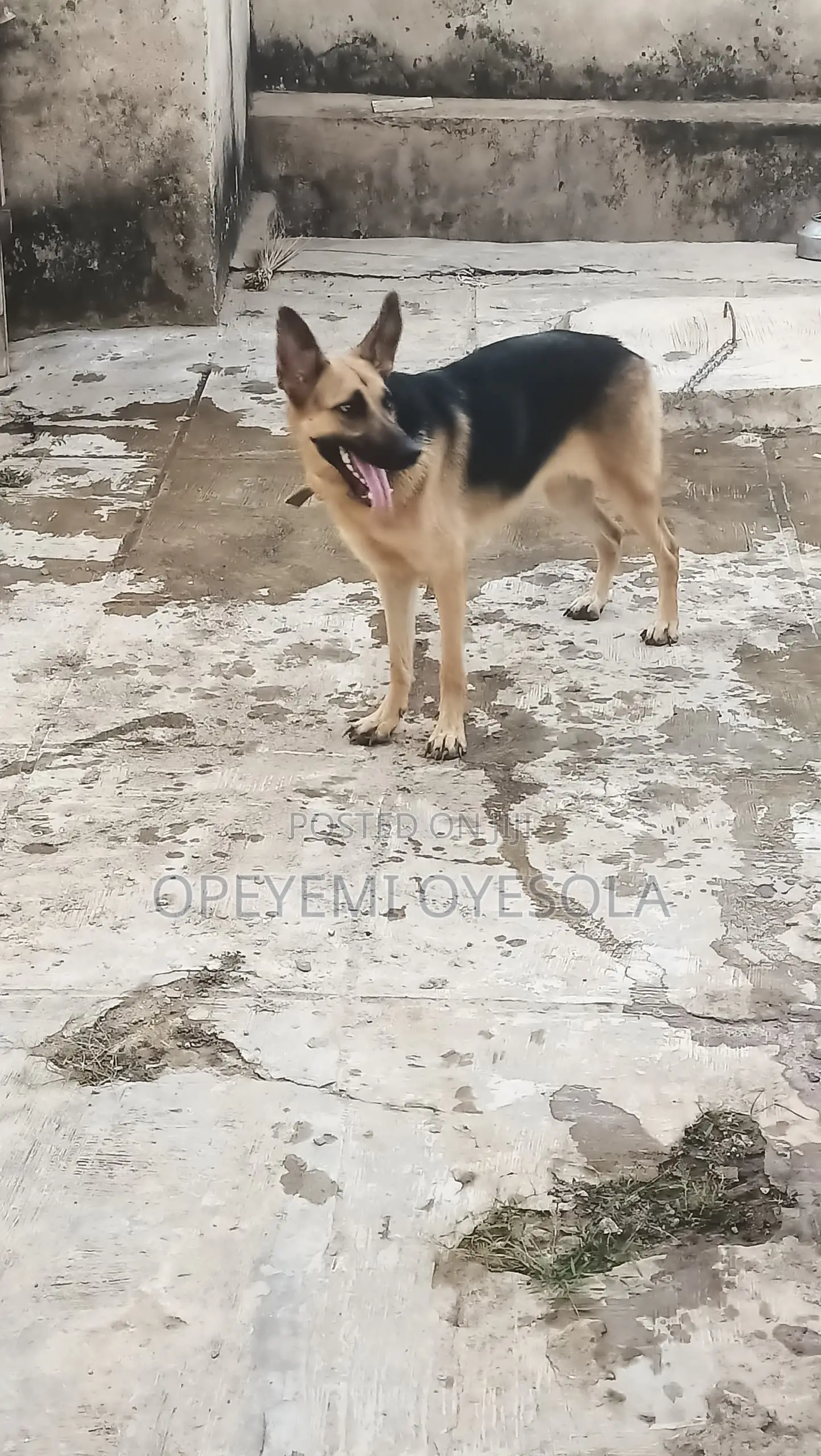 1+ year Female Purebred German Shepherd