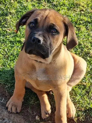 1-3 months Male Purebred Boerboel