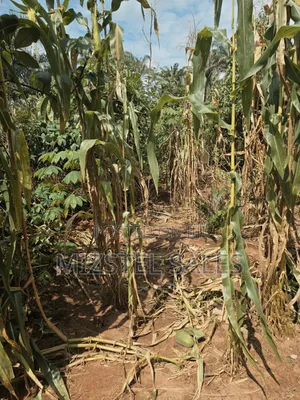 2 Plots of Land at Area H, New Owerri