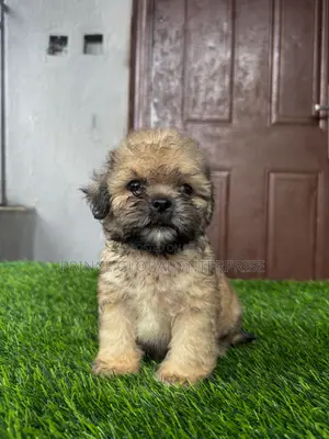 1-3 months Male Purebred Lhasa Apso