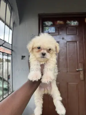 1-3 months Female Purebred Lhasa Apso