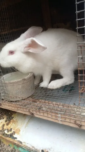 Rabbit Hyla