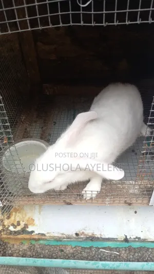 Rabbit Hyla