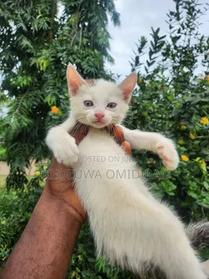 0-1 month Male Purebred Turkish Van